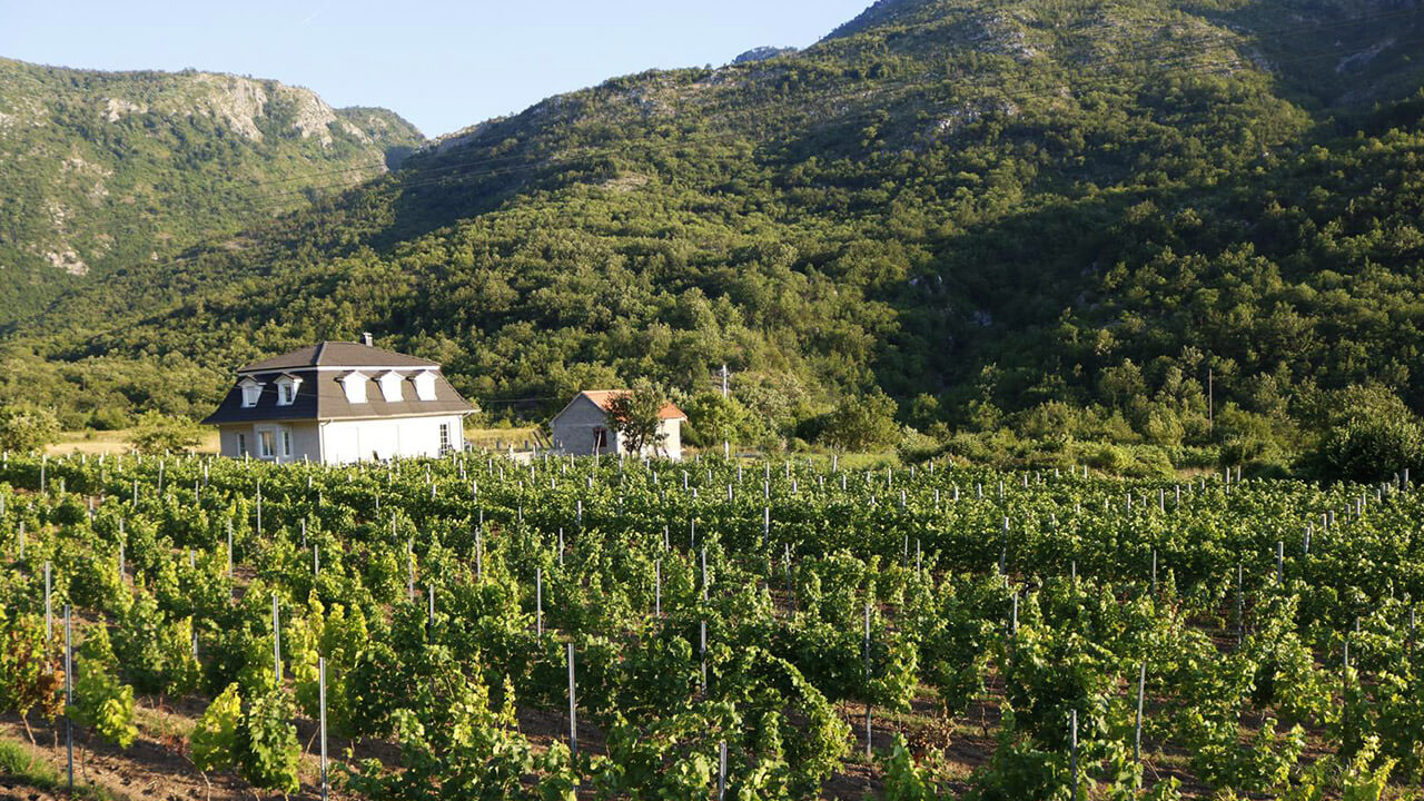 Imperial Vineyards and Wine Tasting - Kotor, Montenegro