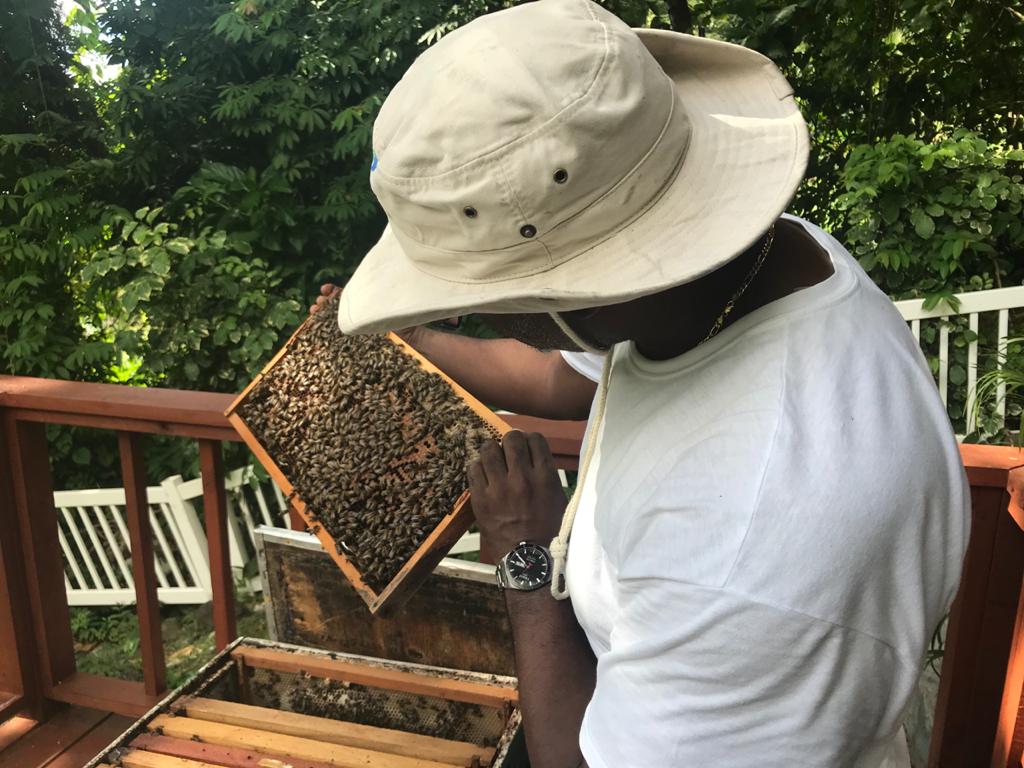 Rodney Bay - Sweet Honey Bee Experience